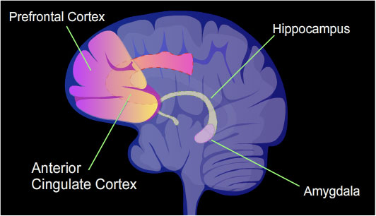 illustration of brain regions studied in mental illness ACC, amygdala, hippocampus, prefrontal cortex
