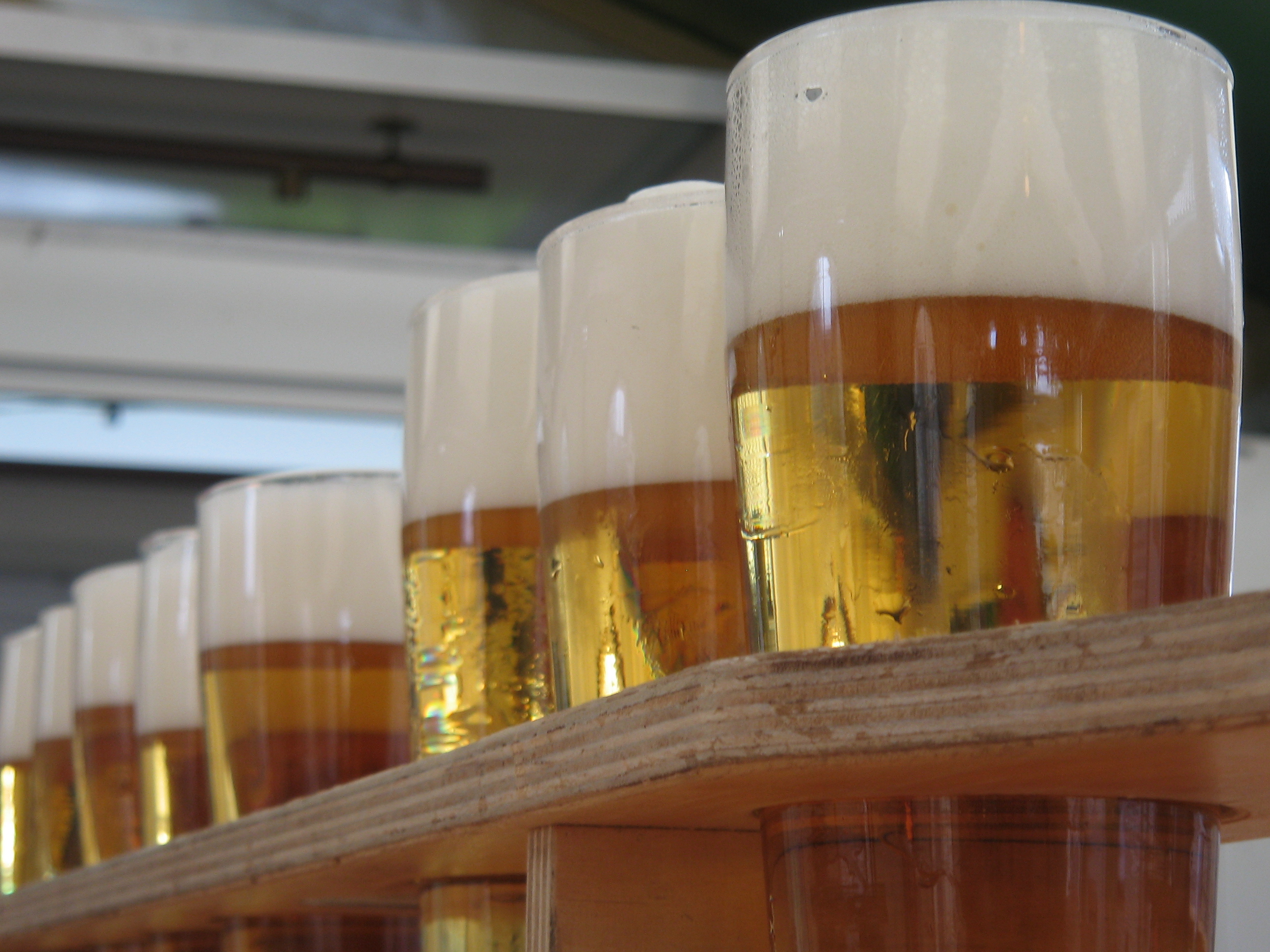 Glasses of beer waiting to be tasted.
